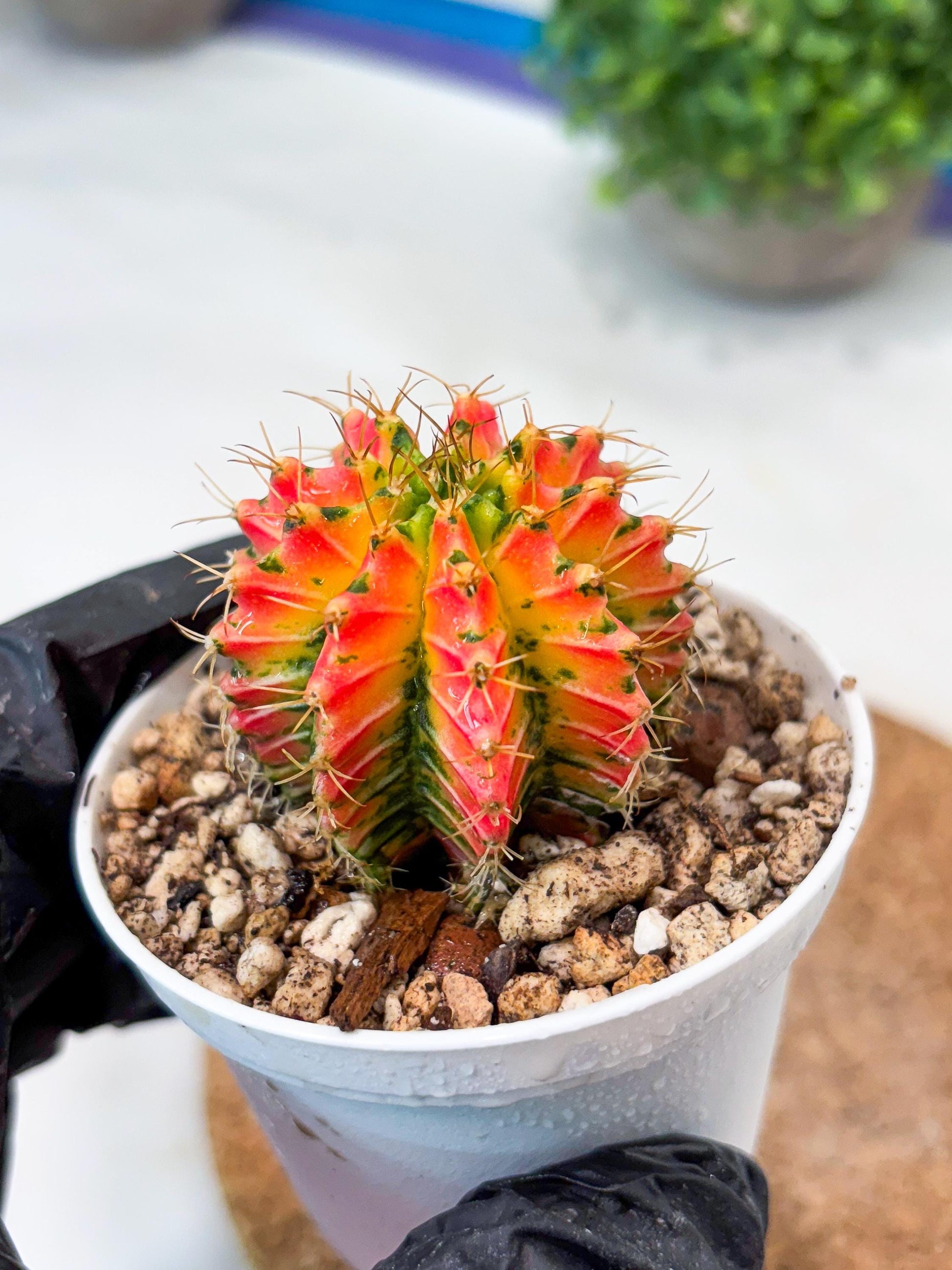 Gymnocalycium "Ladybug" (g4) (g2) | Special Hybrid cactus
