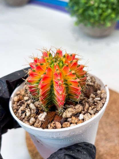 Gymnocalycium "Ladybug" (g4) (g2) | Special Hybrid cactus