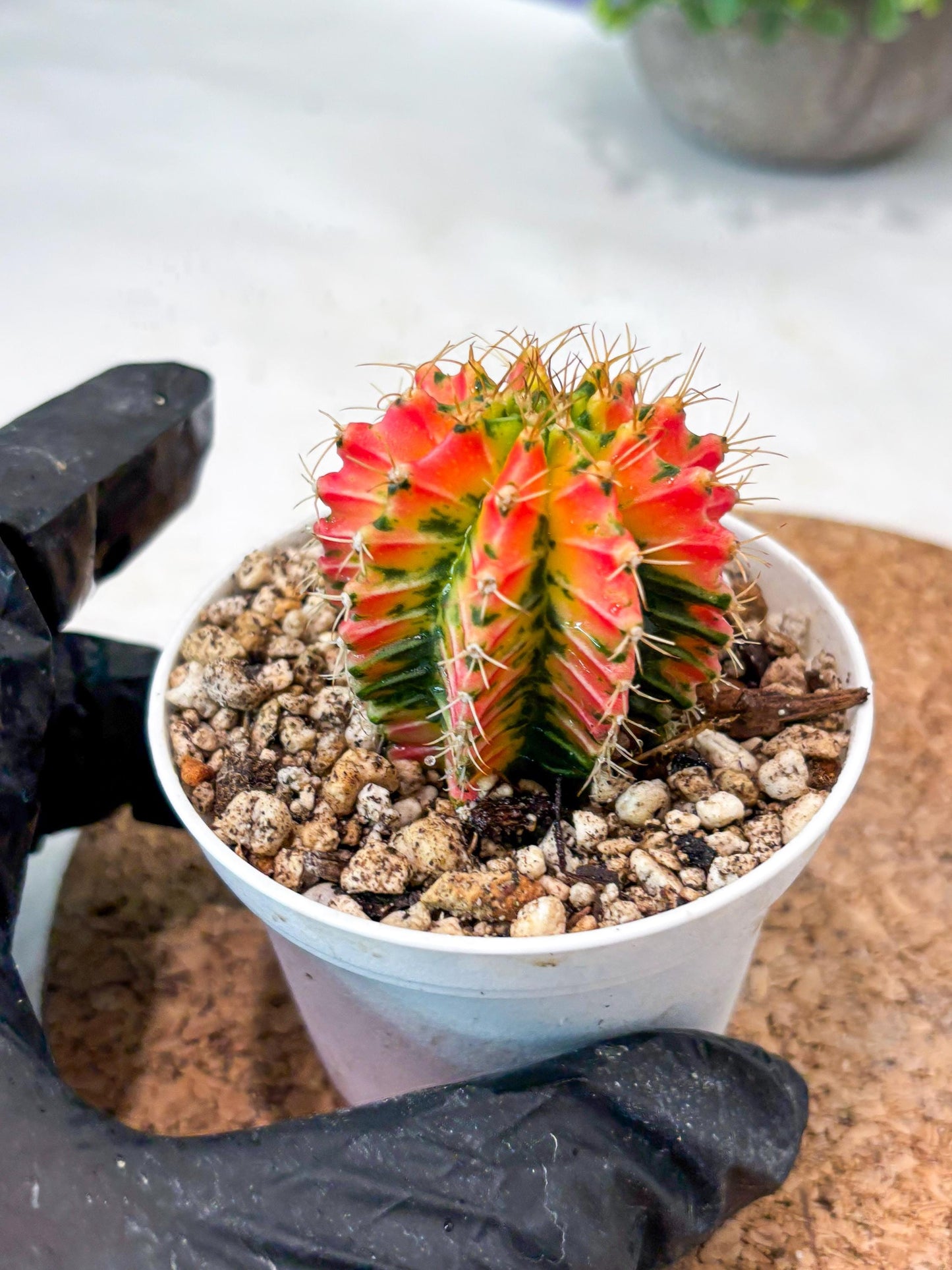 Gymnocalycium "Ladybug" (g4) (g2) | Special Hybrid cactus