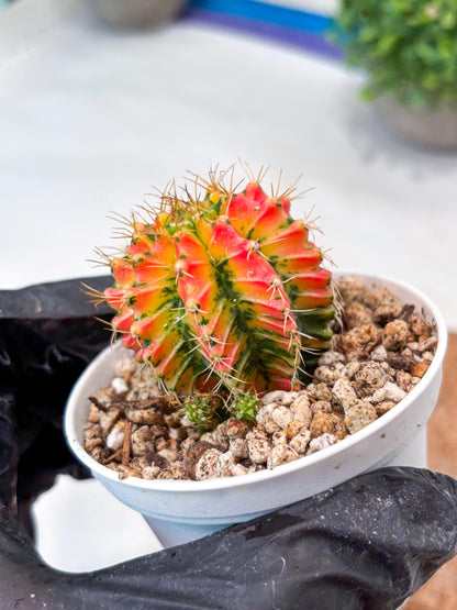 Gymnocalycium "Ladybug" (g4) (g2) | Special Hybrid cactus