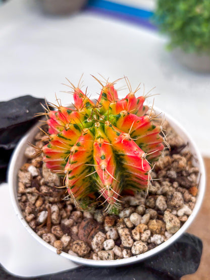 Gymnocalycium "Ladybug" (g4) (g2) | Special Hybrid cactus