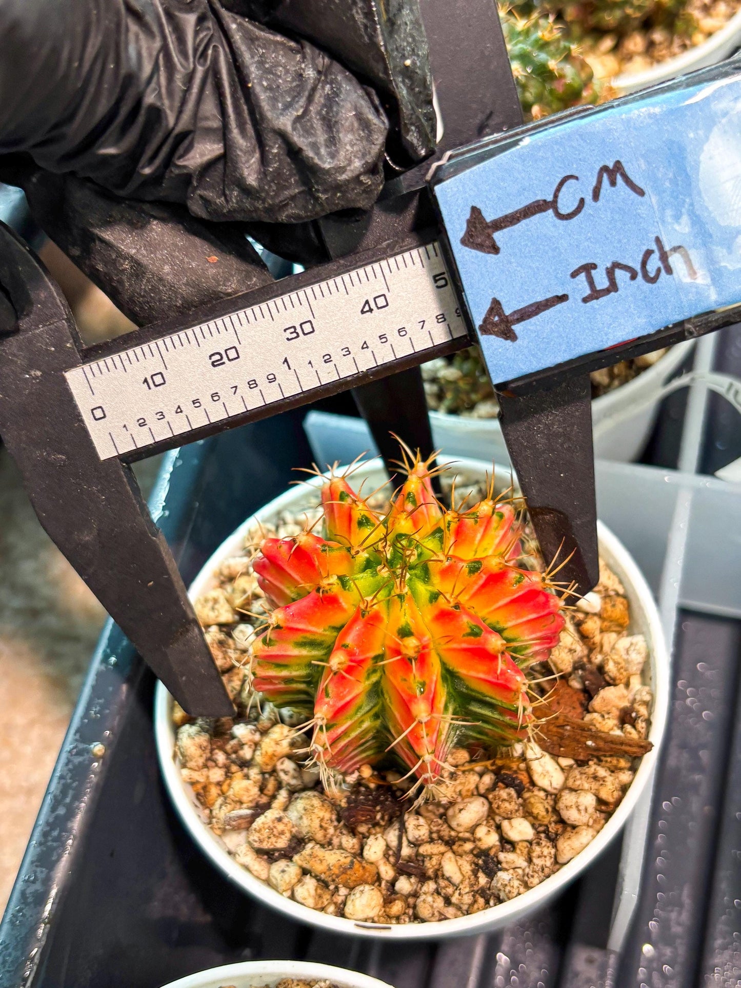 Gymnocalycium "Ladybug" (g4) (g2) | Special Hybrid cactus