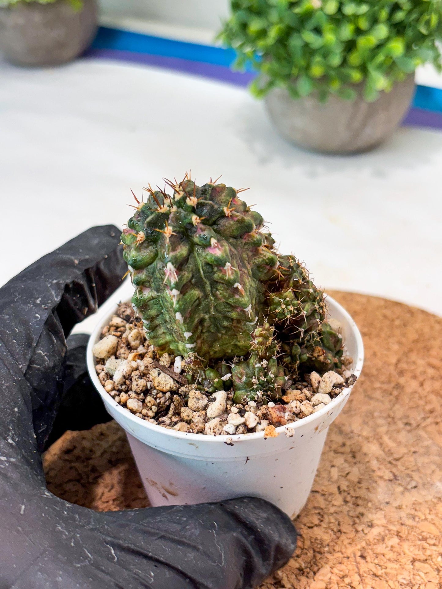 Gymnocalycium "T-LUX" (g4) (g4) | Special Hybrid cactus