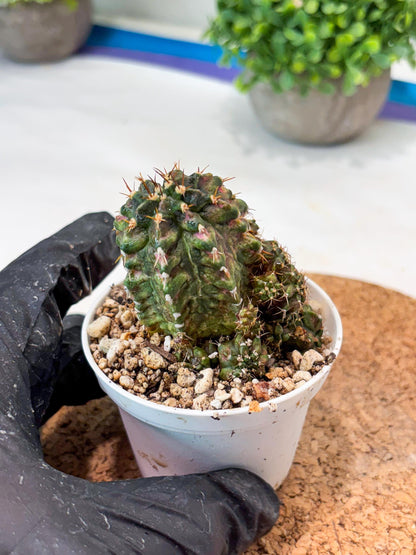Gymnocalycium "T-LUX" (g4) (g4) | Special Hybrid cactus