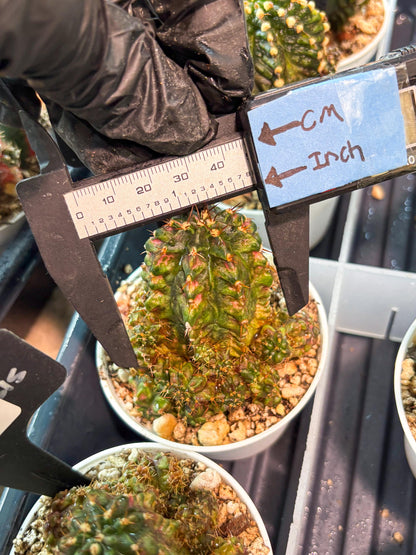 Gymnocalycium "T-LUX" (g4) (g4) | Special Hybrid cactus