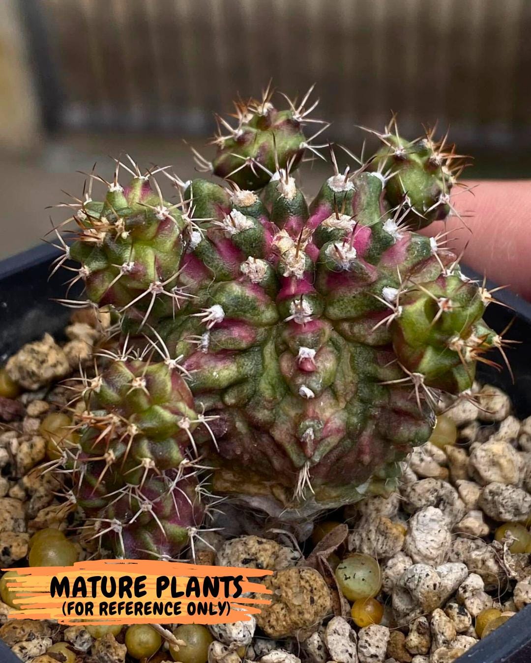Gymnocalycium "T-LUX" (g4) (g4) | Special Hybrid cactus