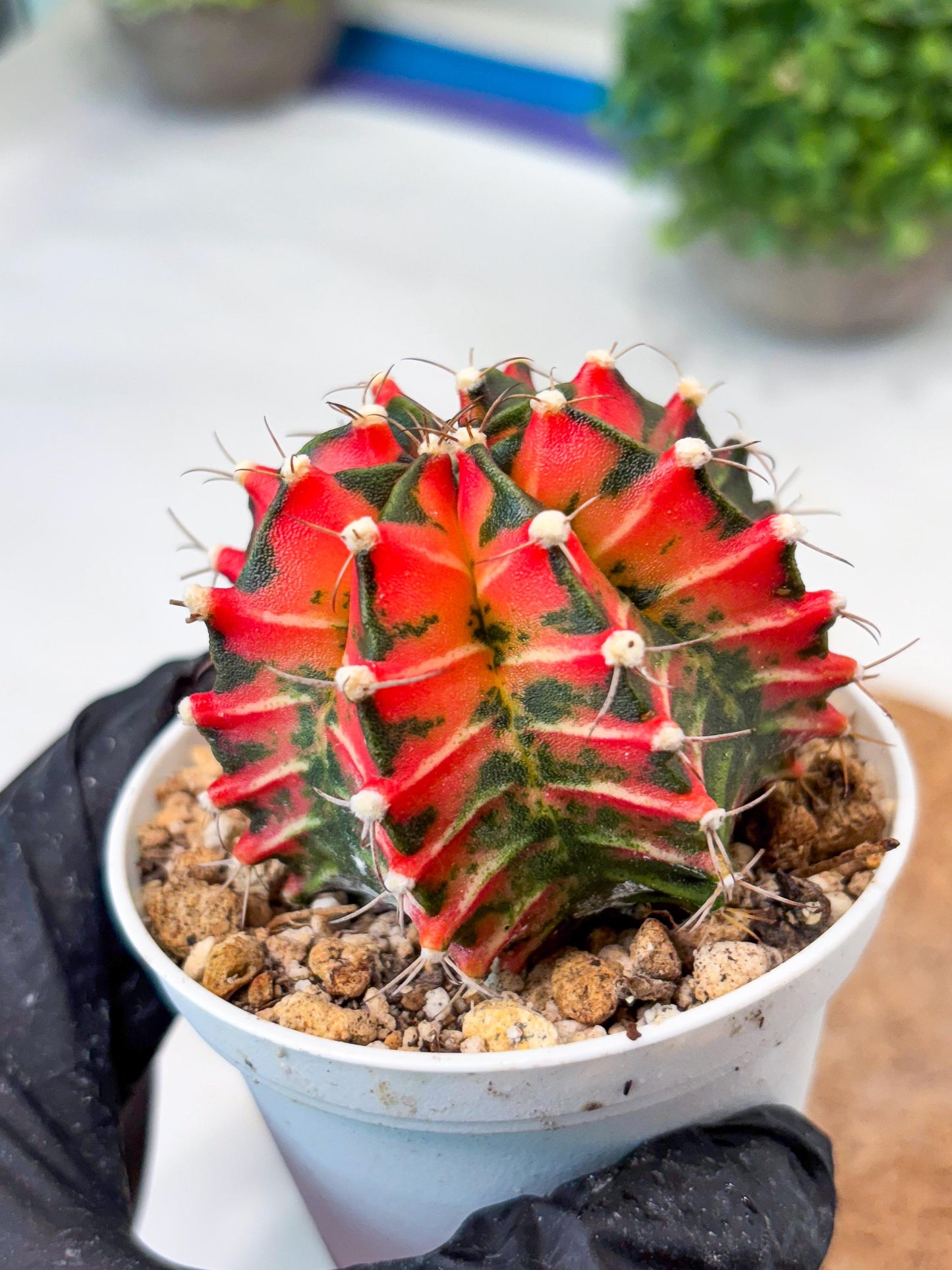 Gymnocalycium "Japan Clone" (g4) (g5) | Special Hybrid cactus