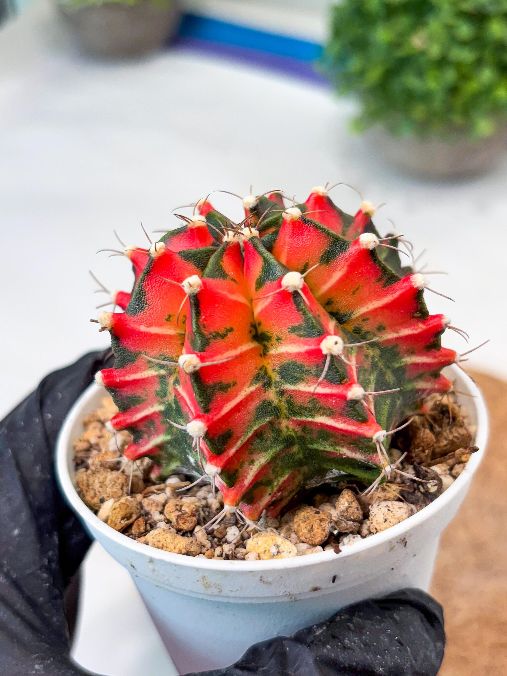 Gymnocalycium "Japan Clone" (g4) (g5) | Special Hybrid cactus