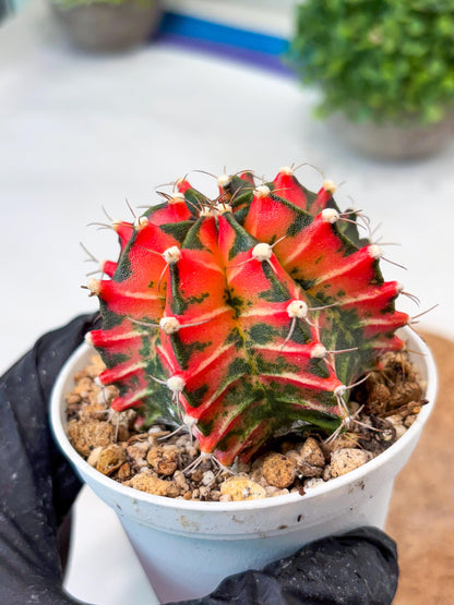 Gymnocalycium "Japan Clone" (g4) (g5) | Special Hybrid cactus