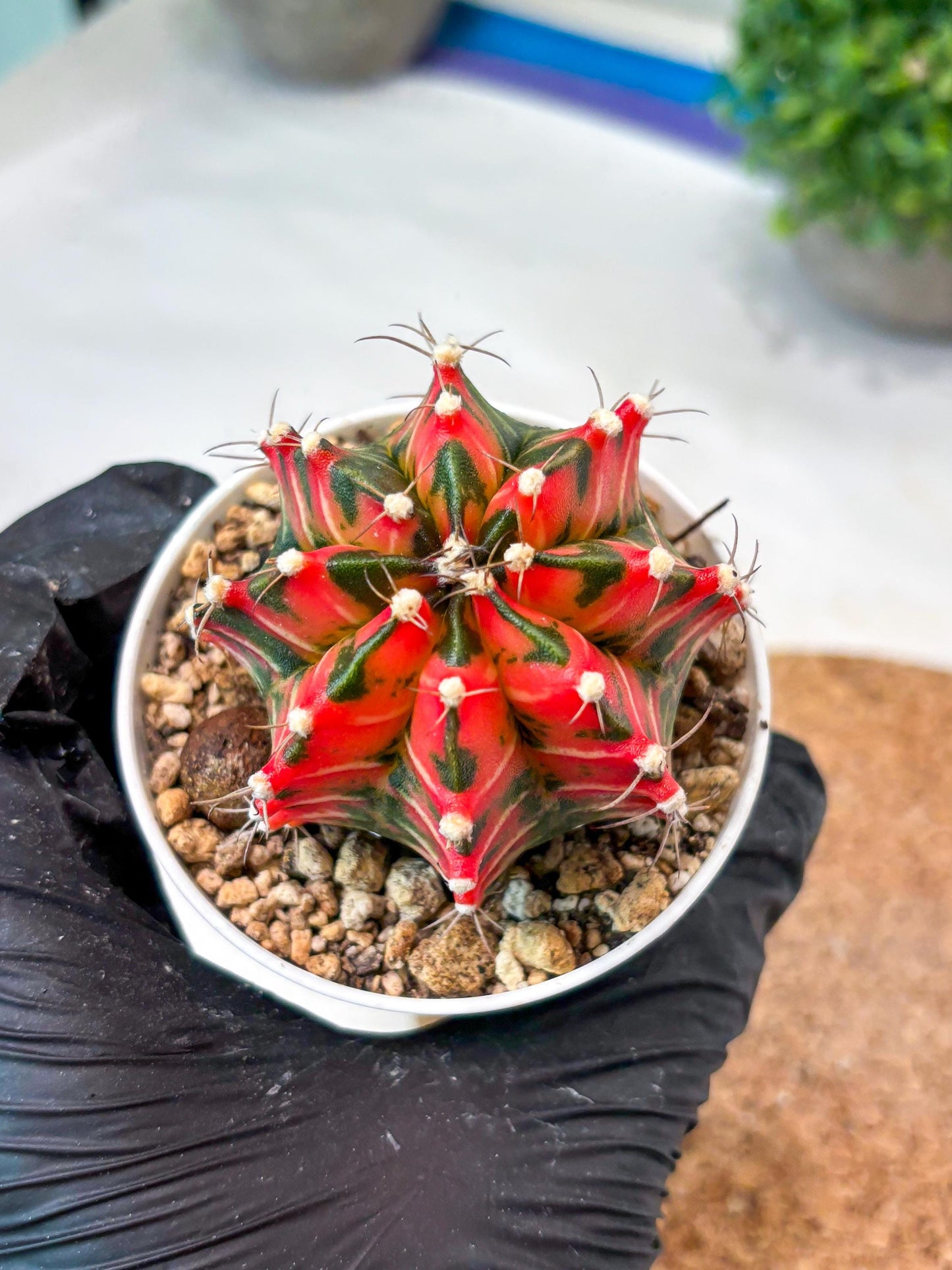 Gymnocalycium "Japan Clone" (g4) (g5) | Special Hybrid cactus