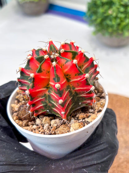 Gymnocalycium "Japan Clone" (g4) (g5) | Special Hybrid cactus