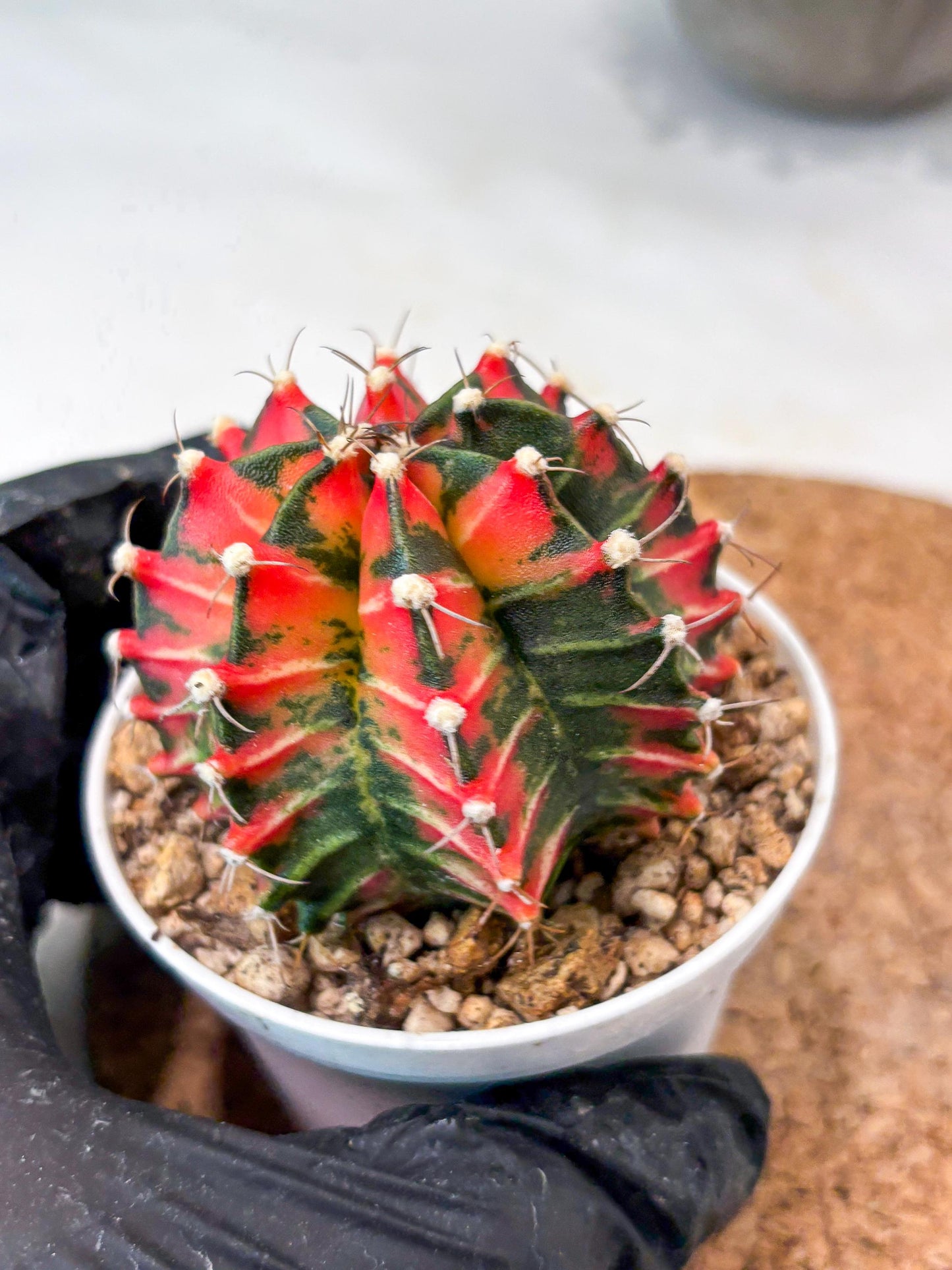 Gymnocalycium "Japan Clone" (g4) (g5) | Special Hybrid cactus