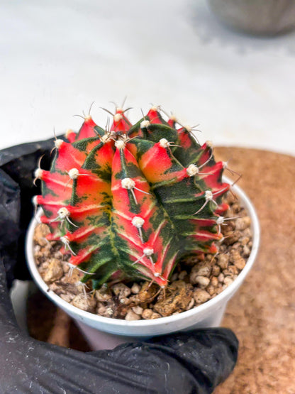 Gymnocalycium "Japan Clone" (g4) (g5) | Special Hybrid cactus