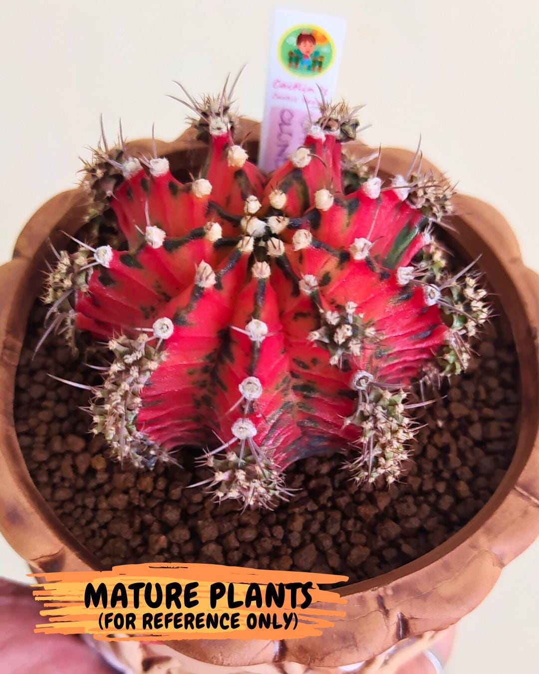 Gymnocalycium "Japan Clone" (g4) (g6) | Special Hybrid cactus