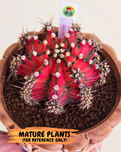 Gymnocalycium "Japan Clone" (g4) (g5) | Special Hybrid cactus