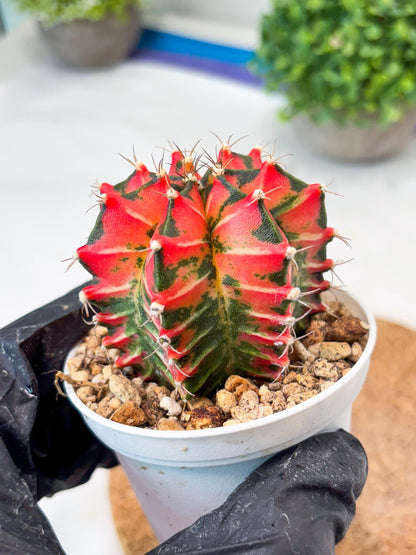 Gymnocalycium "Japan Clone" (g4) (g6) | Special Hybrid cactus