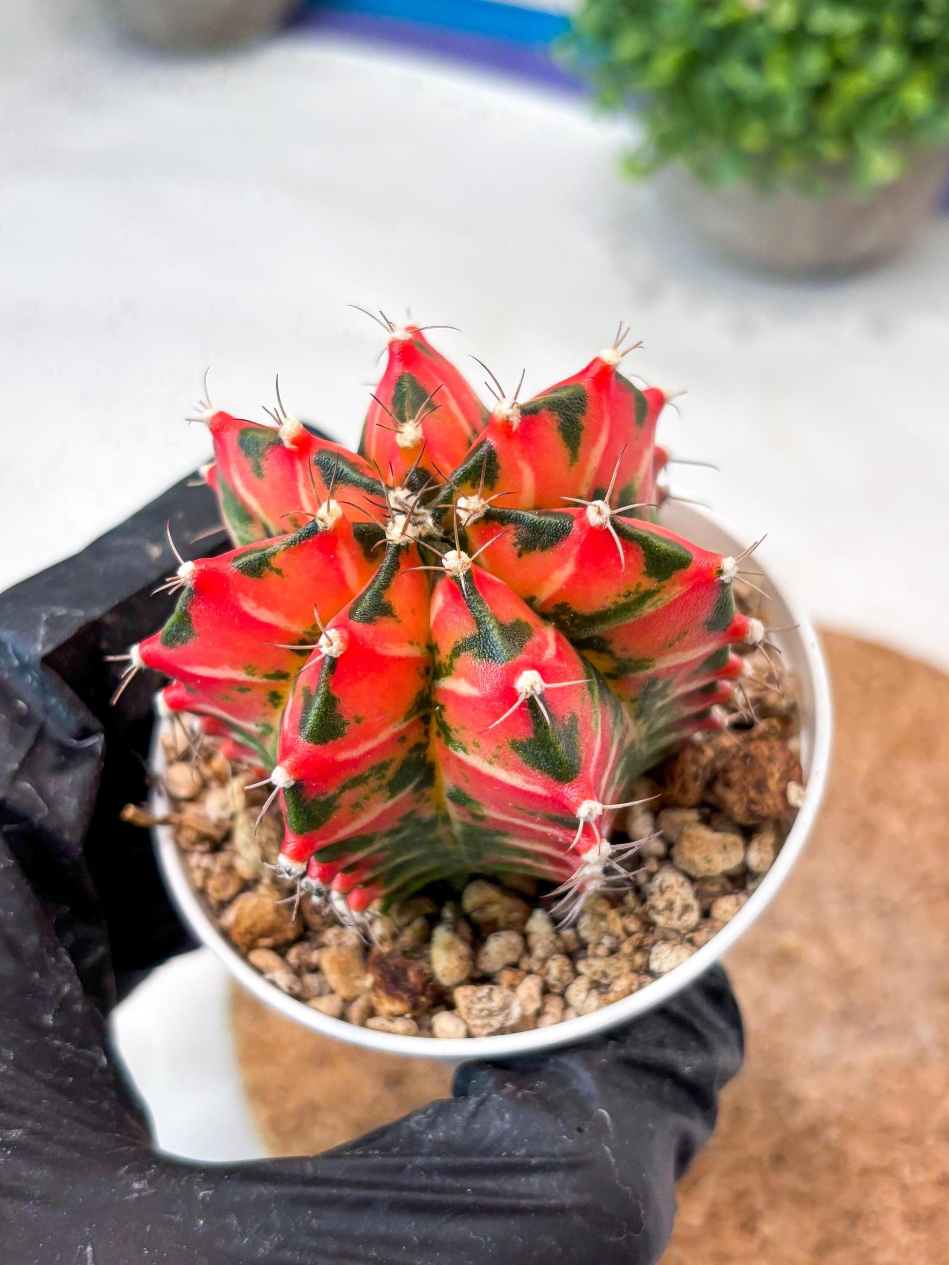 Gymnocalycium "Japan Clone" (g4) (g6) | Special Hybrid cactus