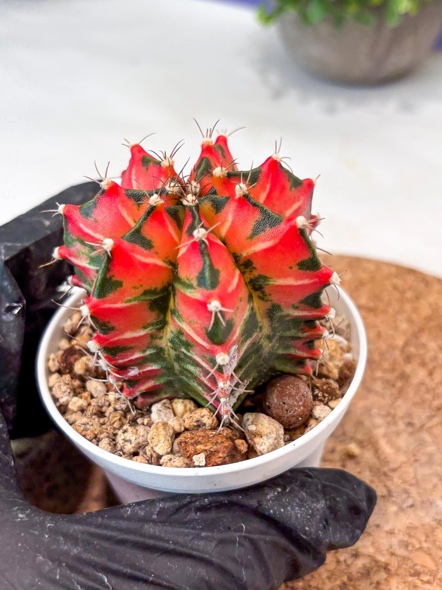 Gymnocalycium "Japan Clone" (g4) (g6) | Special Hybrid cactus