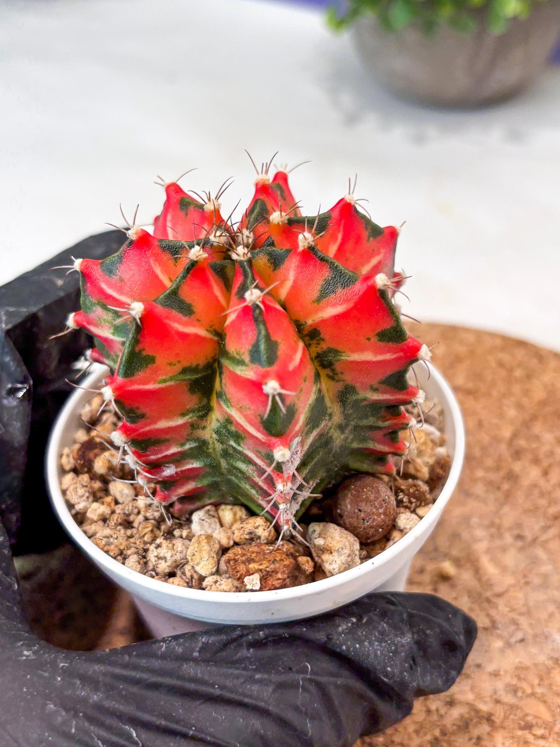 Gymnocalycium "Japan Clone" (g4) (g6) | Special Hybrid cactus