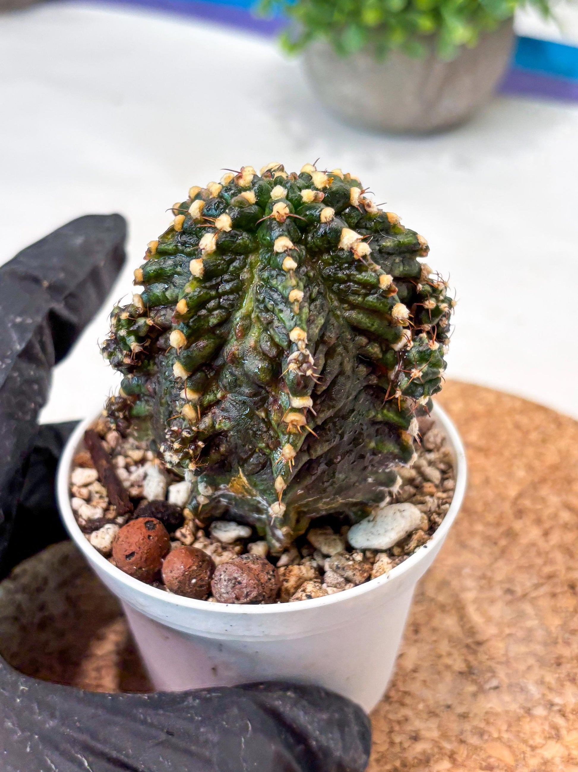 Gymnocalycium "T-REX" (g5) (b1) | Special Hybrid cactus