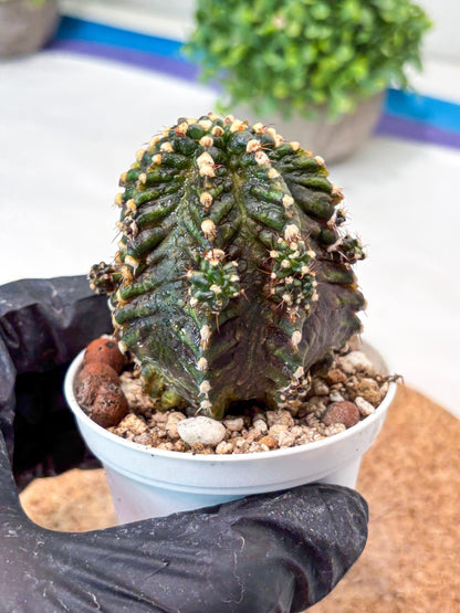 Gymnocalycium "T-REX" (g5) (b1) | Special Hybrid cactus