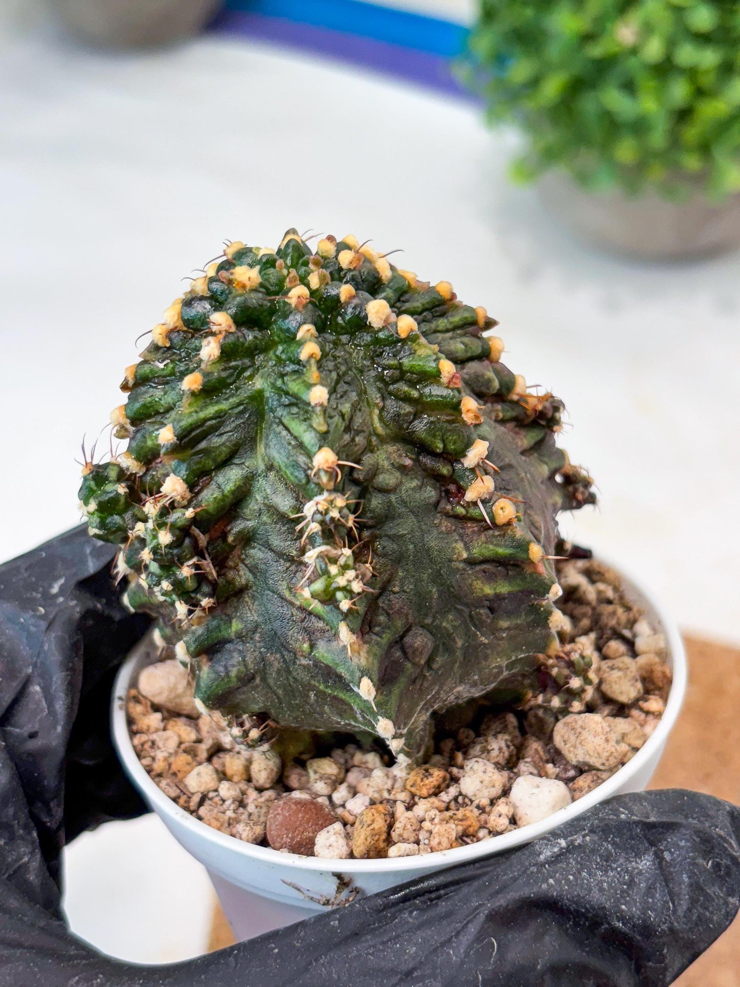 Gymnocalycium "T-REX" (g5) (b1) | Special Hybrid cactus