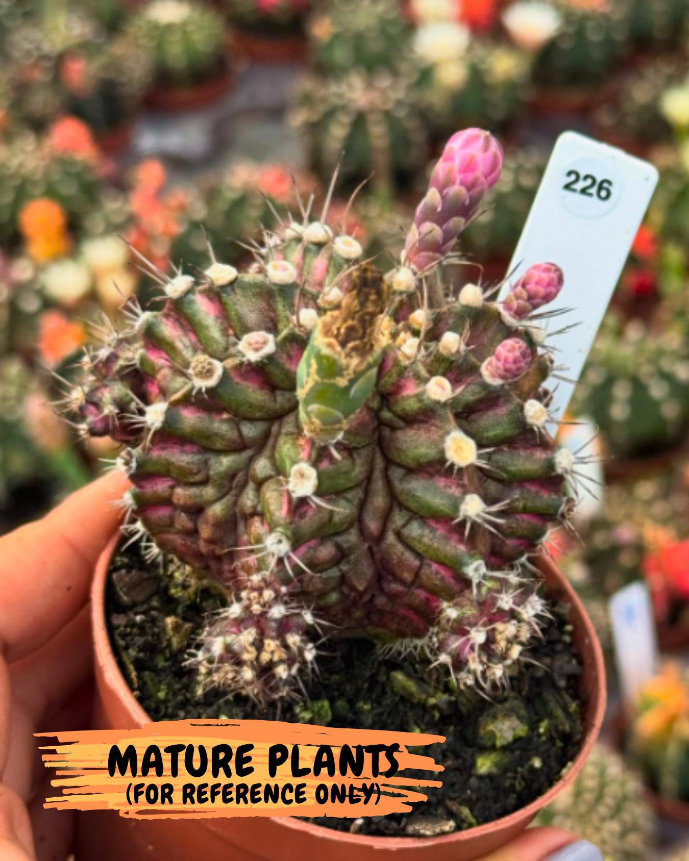 Gymnocalycium "T-REX" (g5) (b1) | Special Hybrid cactus