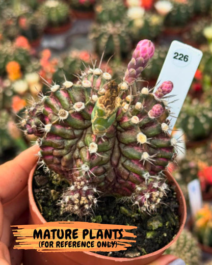 Gymnocalycium "T-REX" (g5) (b1) | Special Hybrid cactus