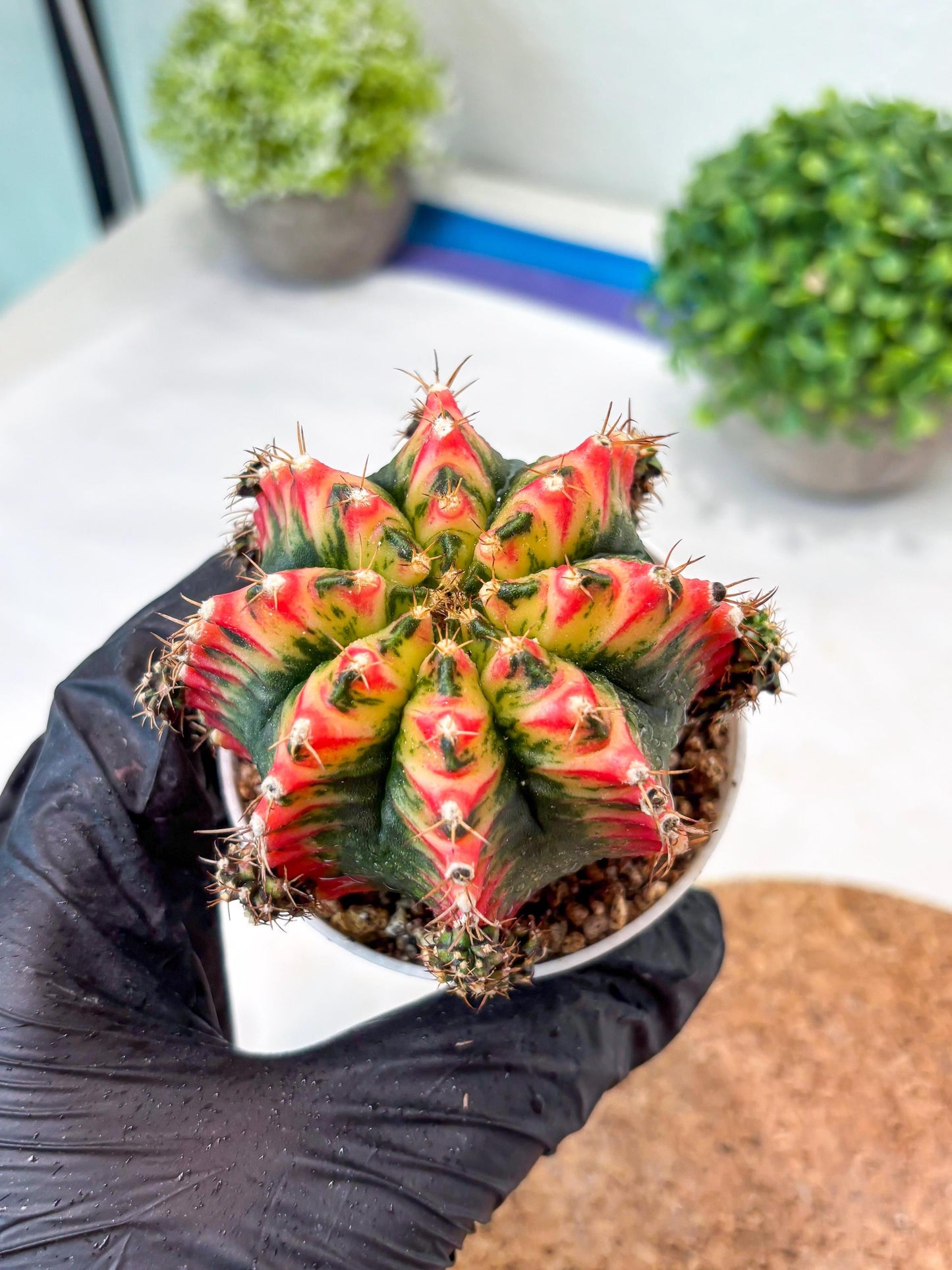Gymnocalycium "Multicolor" (g5) (b3) | Special Hybrid cactus
