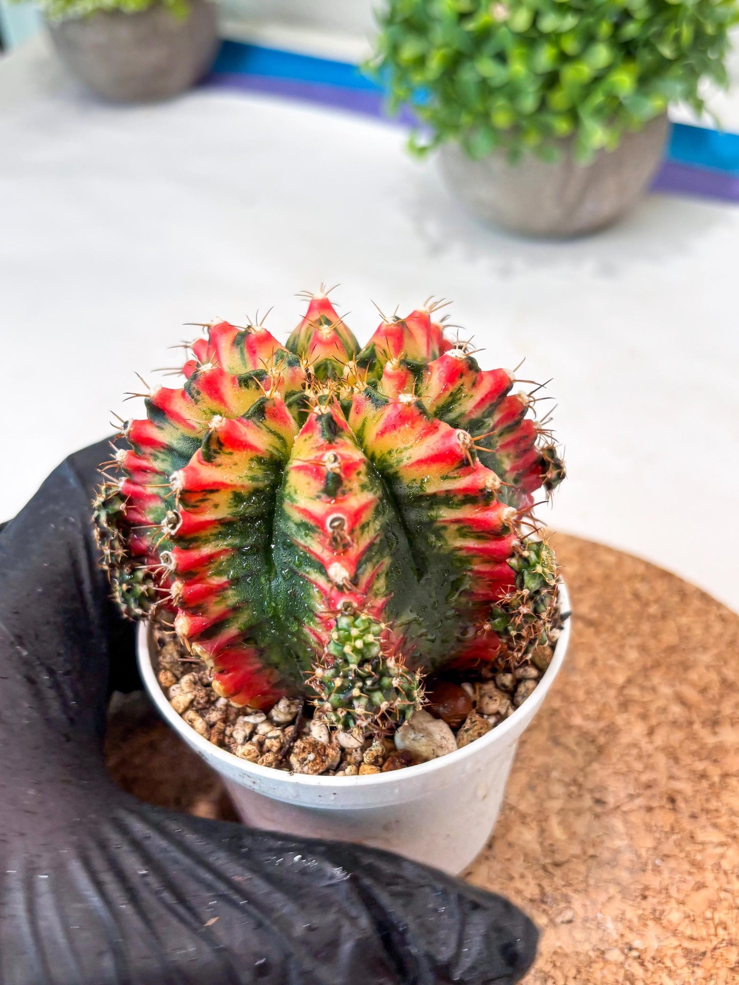 Gymnocalycium "Multicolor" (g5) (b3) | Special Hybrid cactus