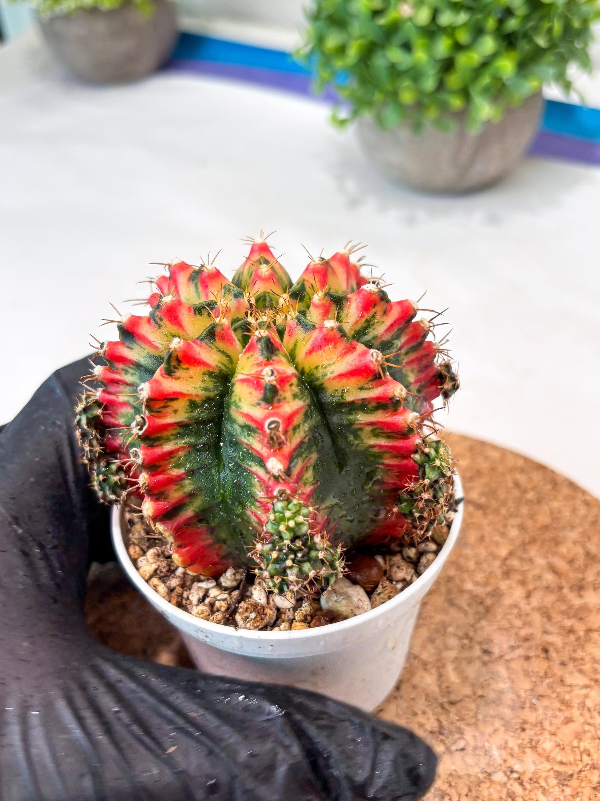 Gymnocalycium "Multicolor" (g5) (b3) | Special Hybrid cactus