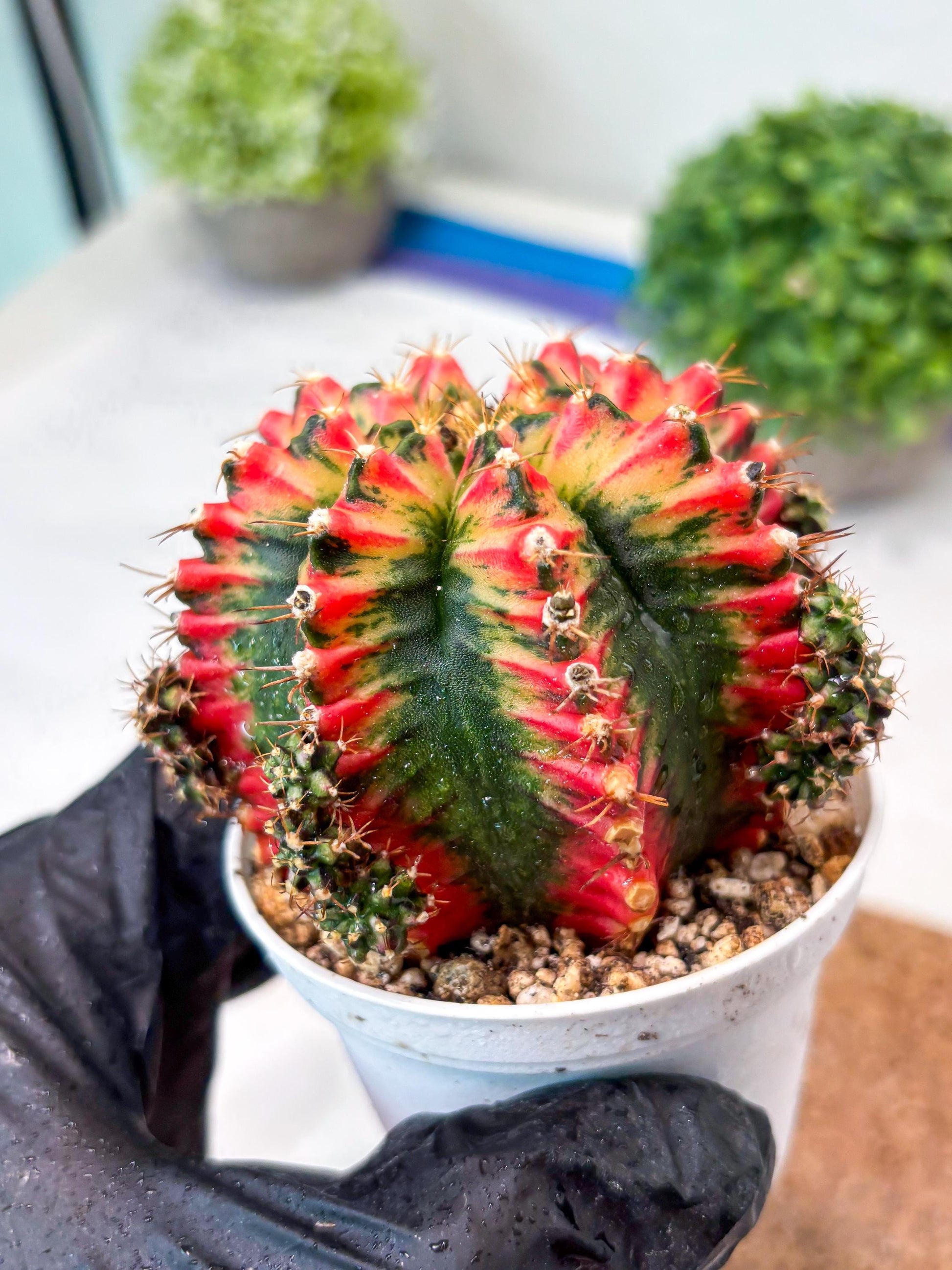 Gymnocalycium "Multicolor" (g5) (b3) | Special Hybrid cactus
