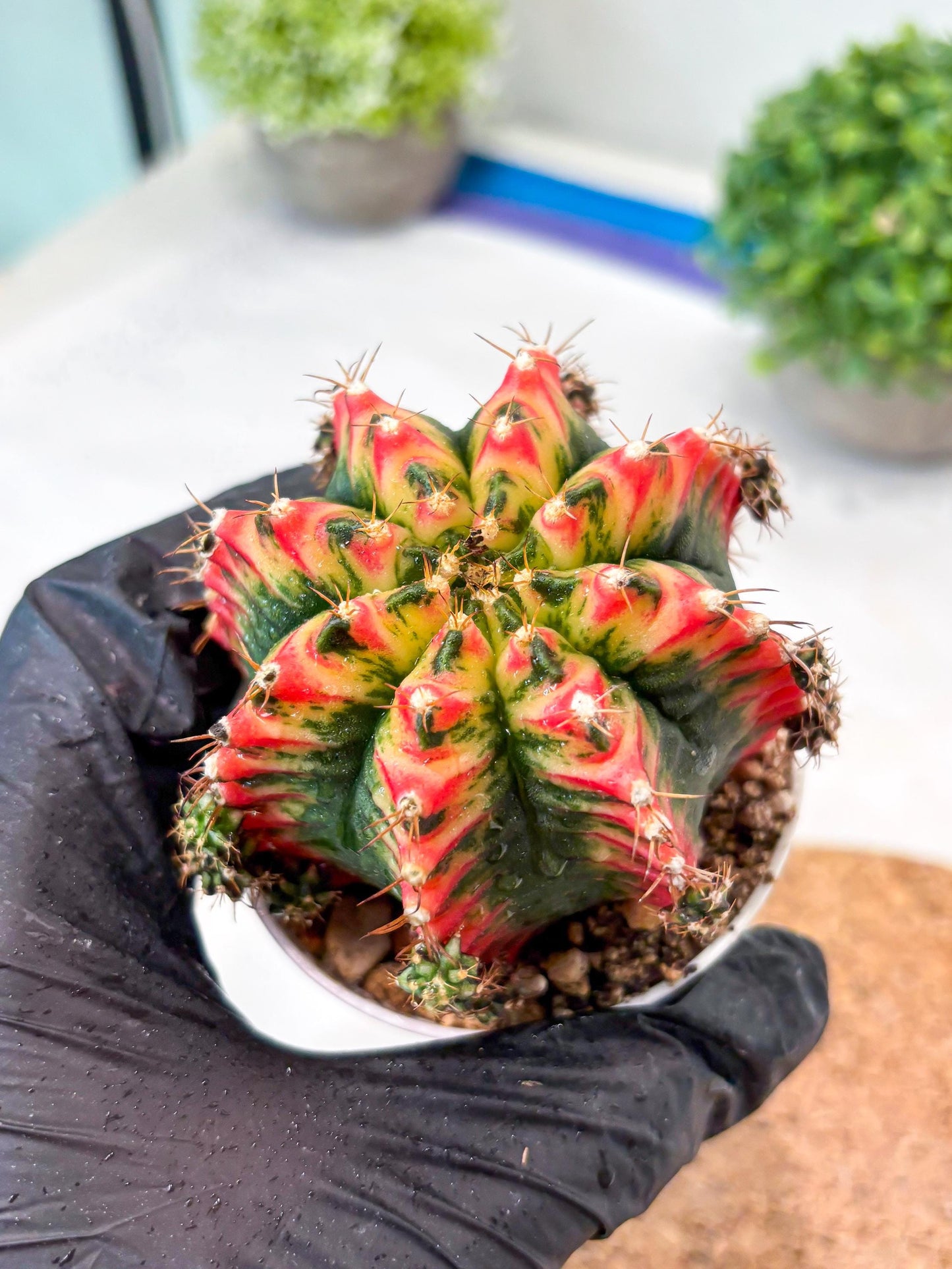 Gymnocalycium "Multicolor" (g5) (b3) | Special Hybrid cactus