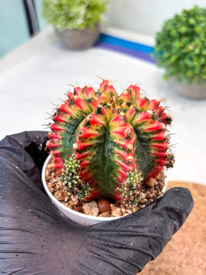 Gymnocalycium "Multicolor" (g5) (b3) | Special Hybrid cactus