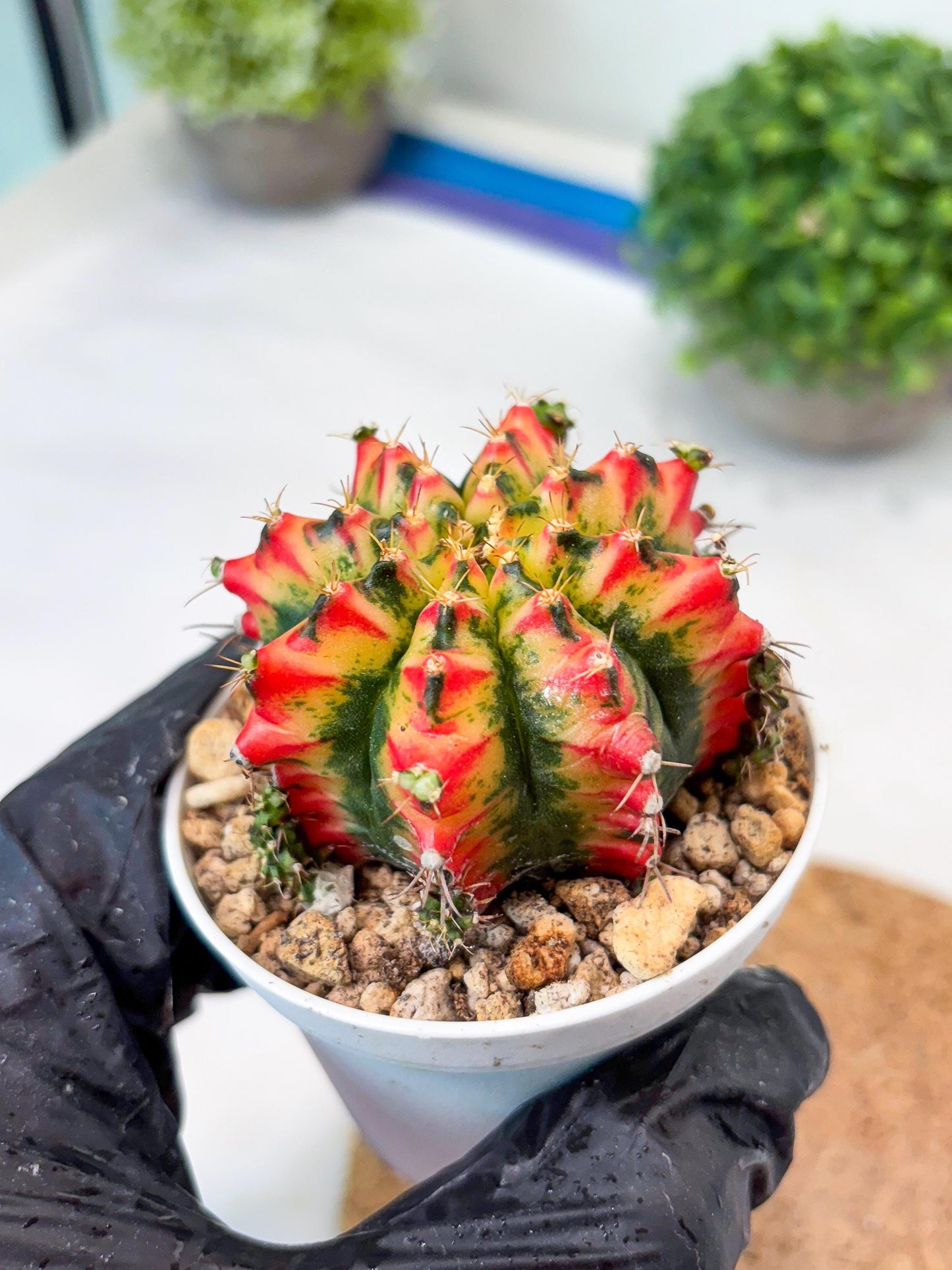 Gymnocalycium "Multicolor" (g5) (b4) | Special Hybrid cactus