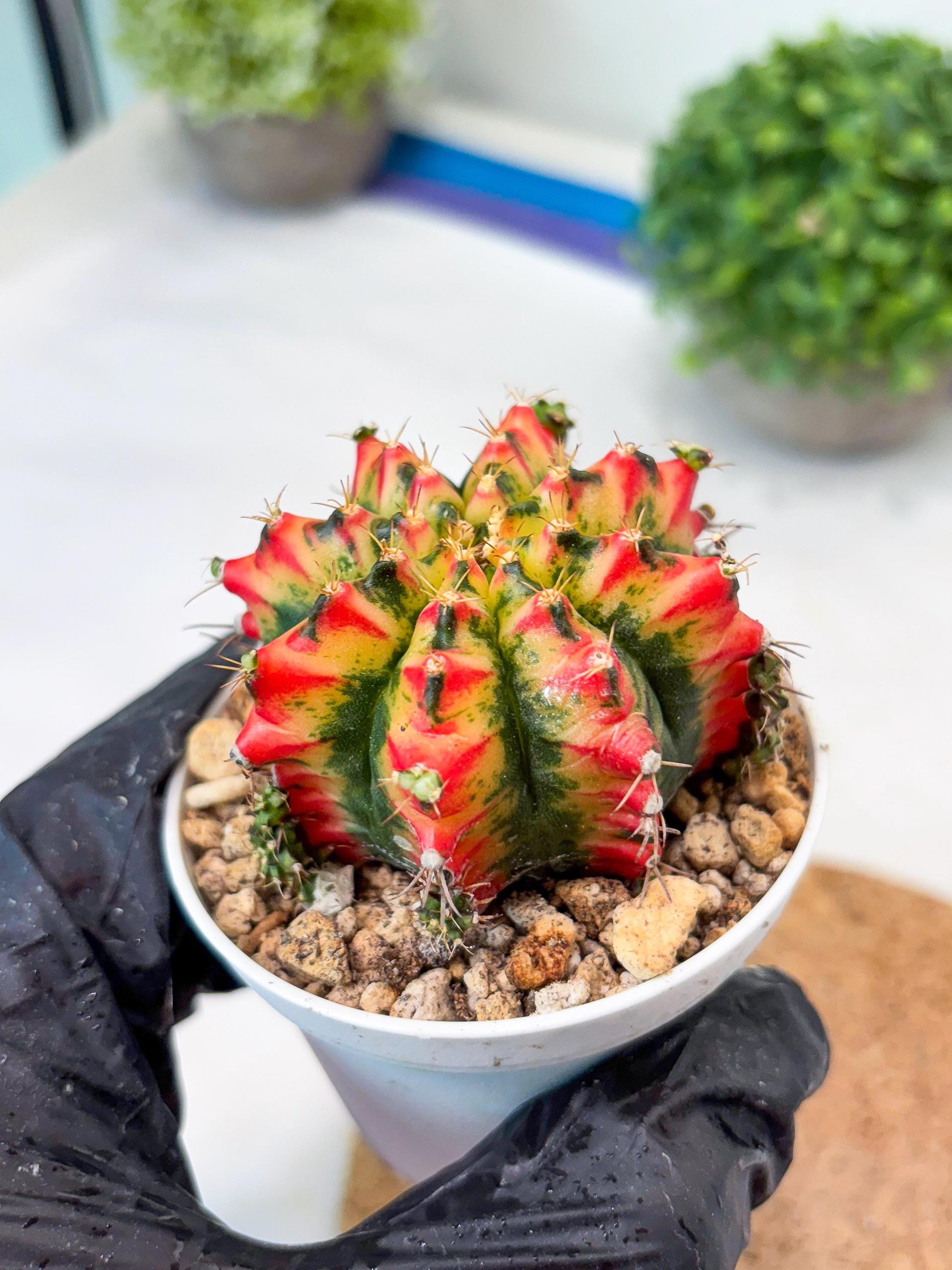 Gymnocalycium "Multicolor" (g5) (b4) | Special Hybrid cactus