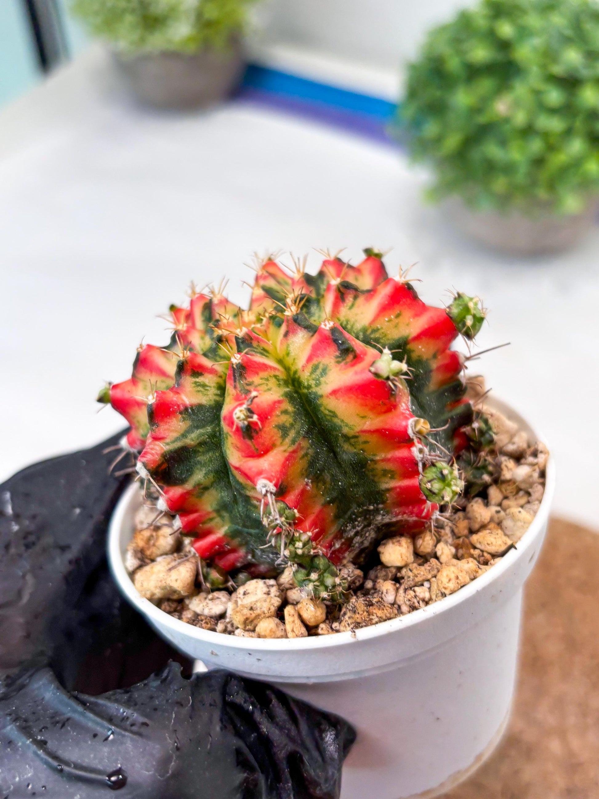 Gymnocalycium "Multicolor" (g5) (b4) | Special Hybrid cactus