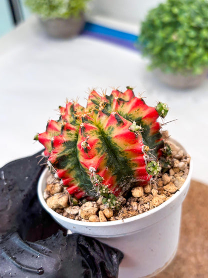 Gymnocalycium "Multicolor" (g5) (b4) | Special Hybrid cactus