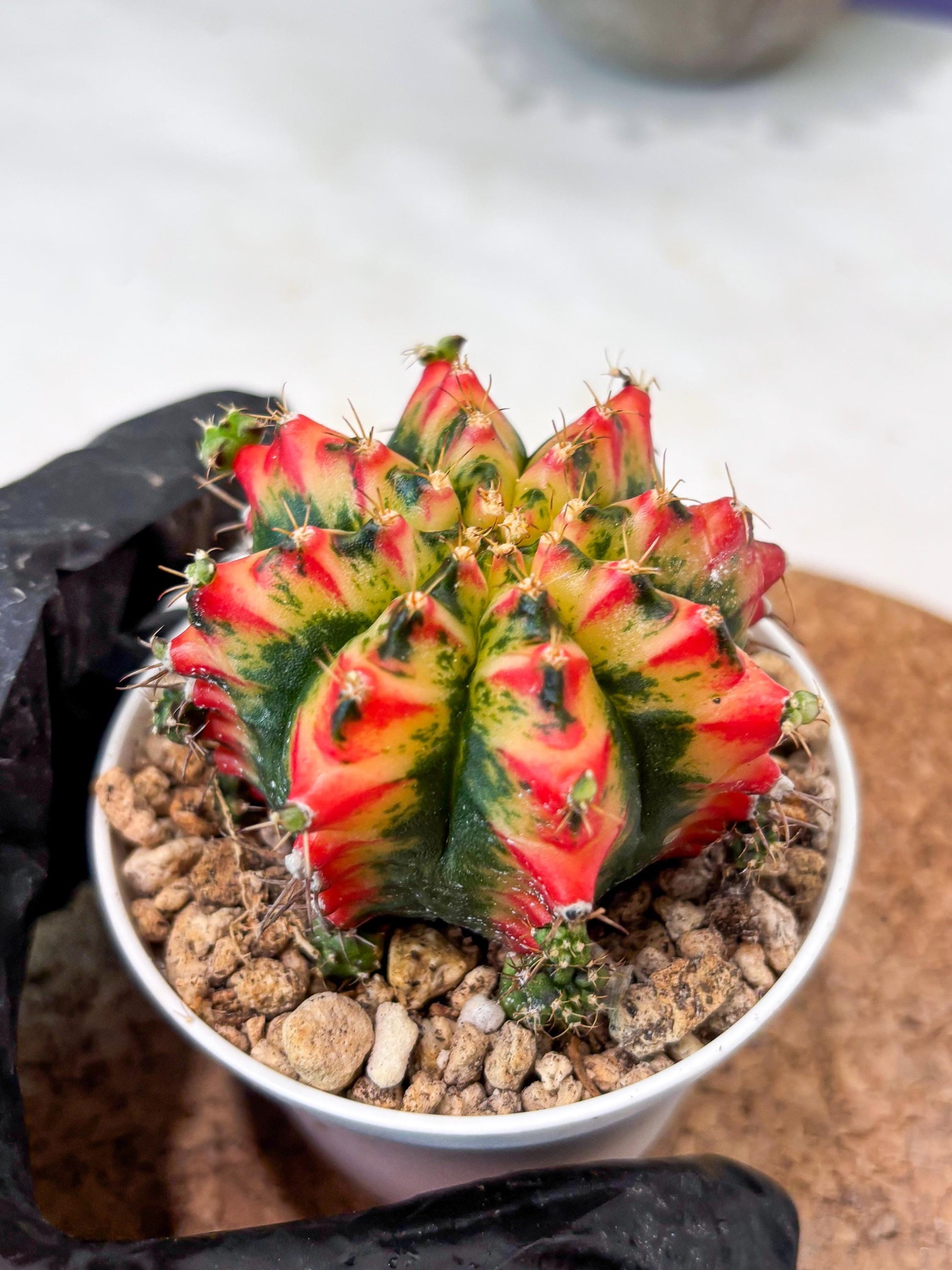 Gymnocalycium "Multicolor" (g5) (b4) | Special Hybrid cactus