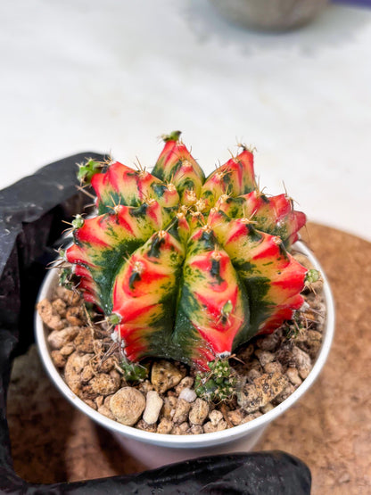 Gymnocalycium "Multicolor" (g5) (b4) | Special Hybrid cactus