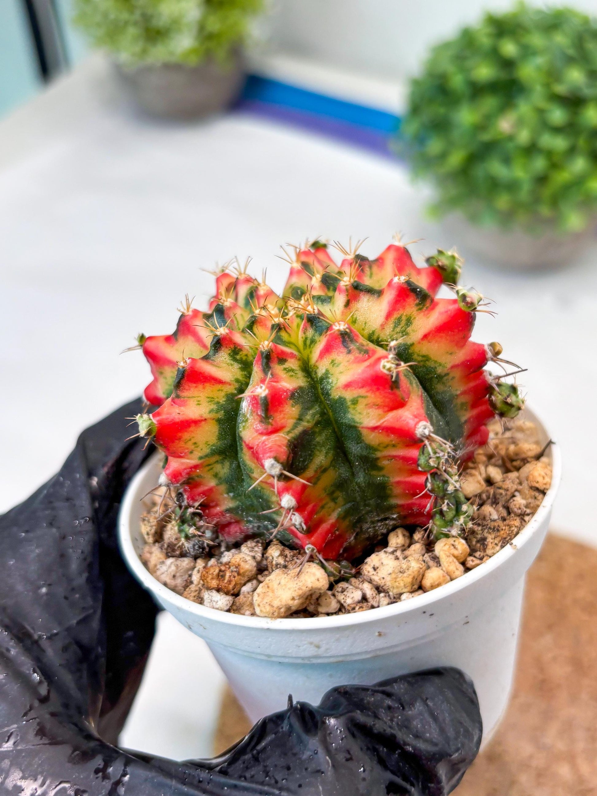 Gymnocalycium "Multicolor" (g5) (b4) | Special Hybrid cactus
