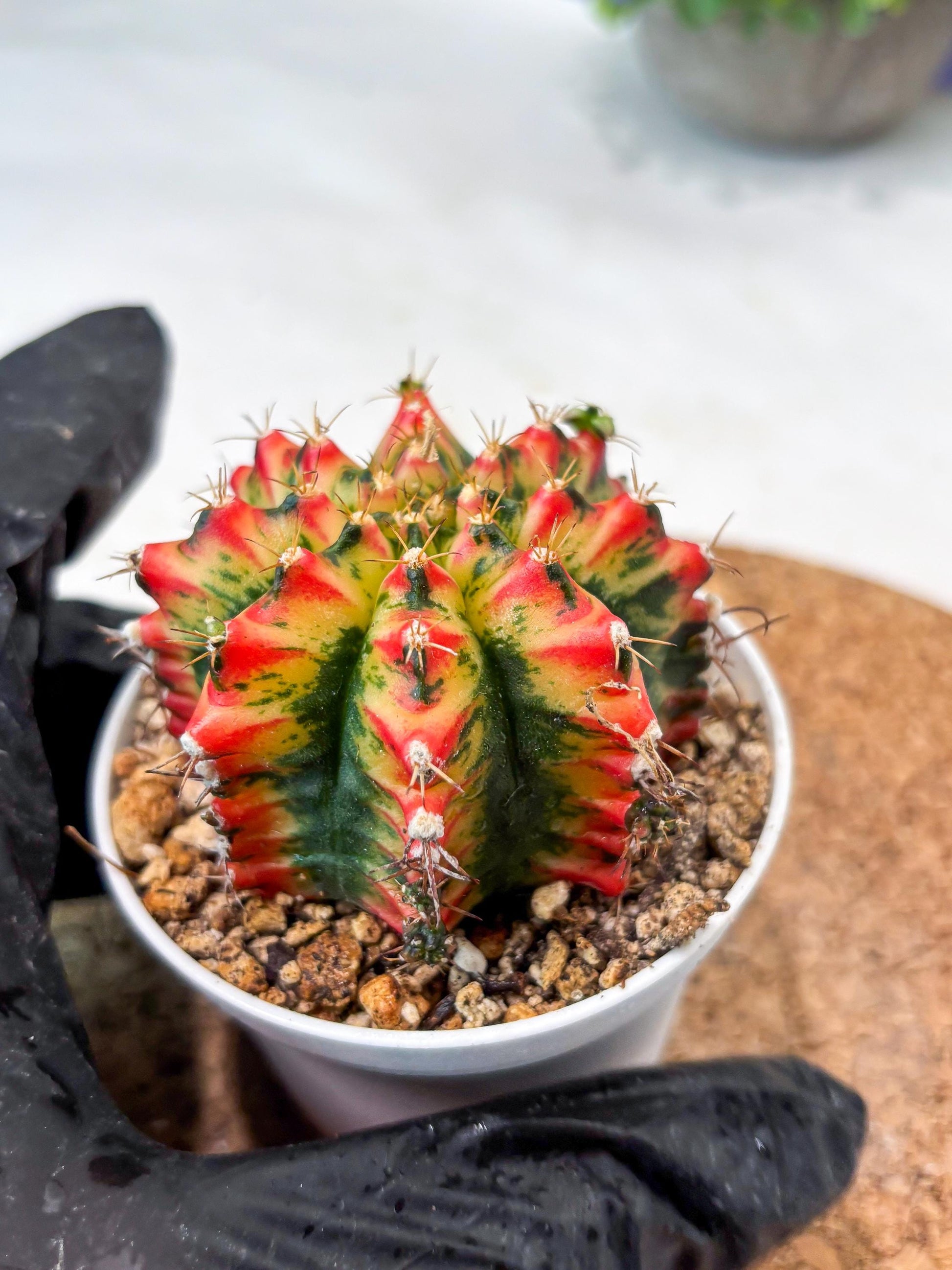 Gymnocalycium "Multicolor" (g5) (b5) | Special Hybrid cactus
