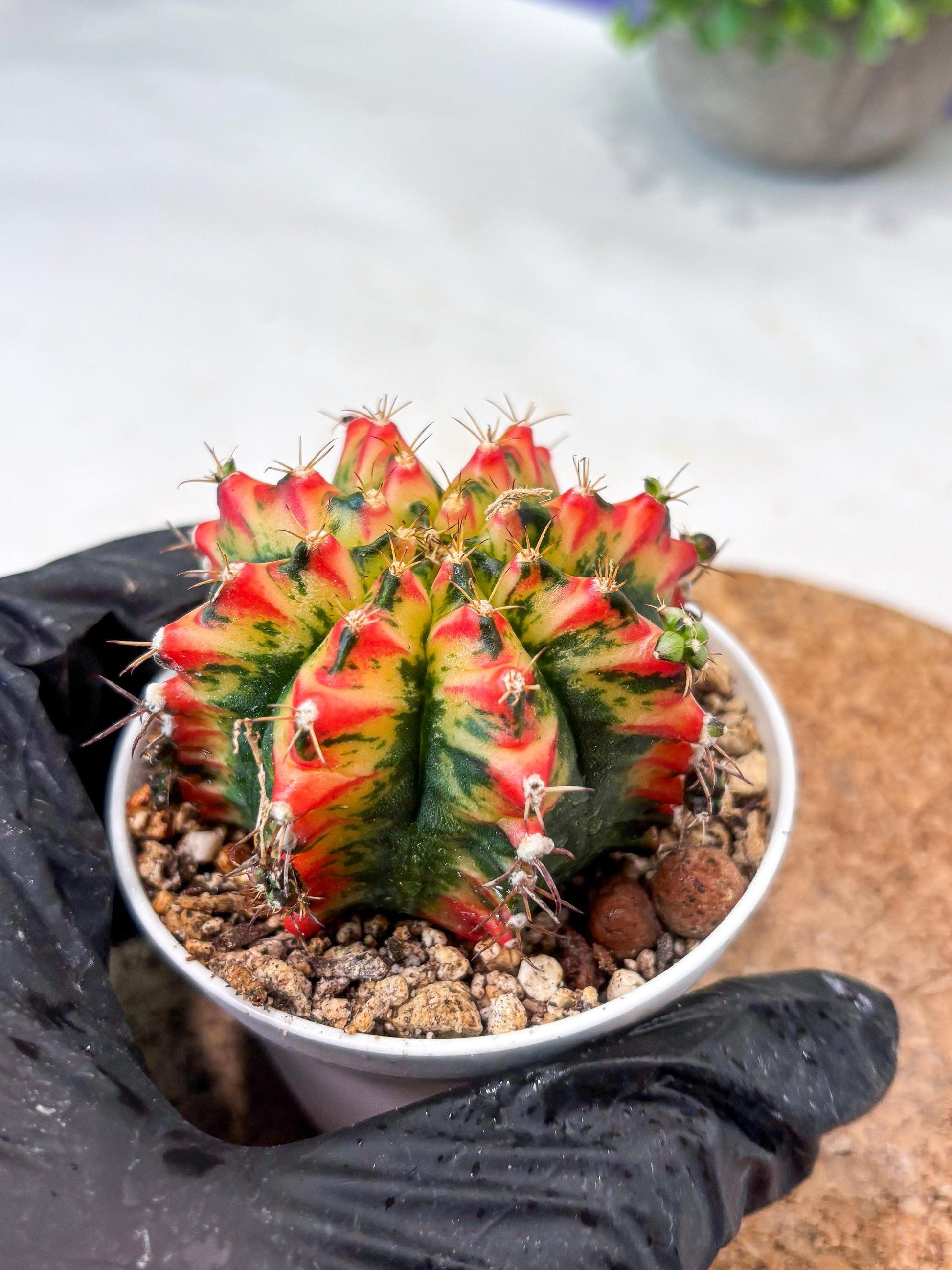 Gymnocalycium "Multicolor" (g5) (b5) | Special Hybrid cactus