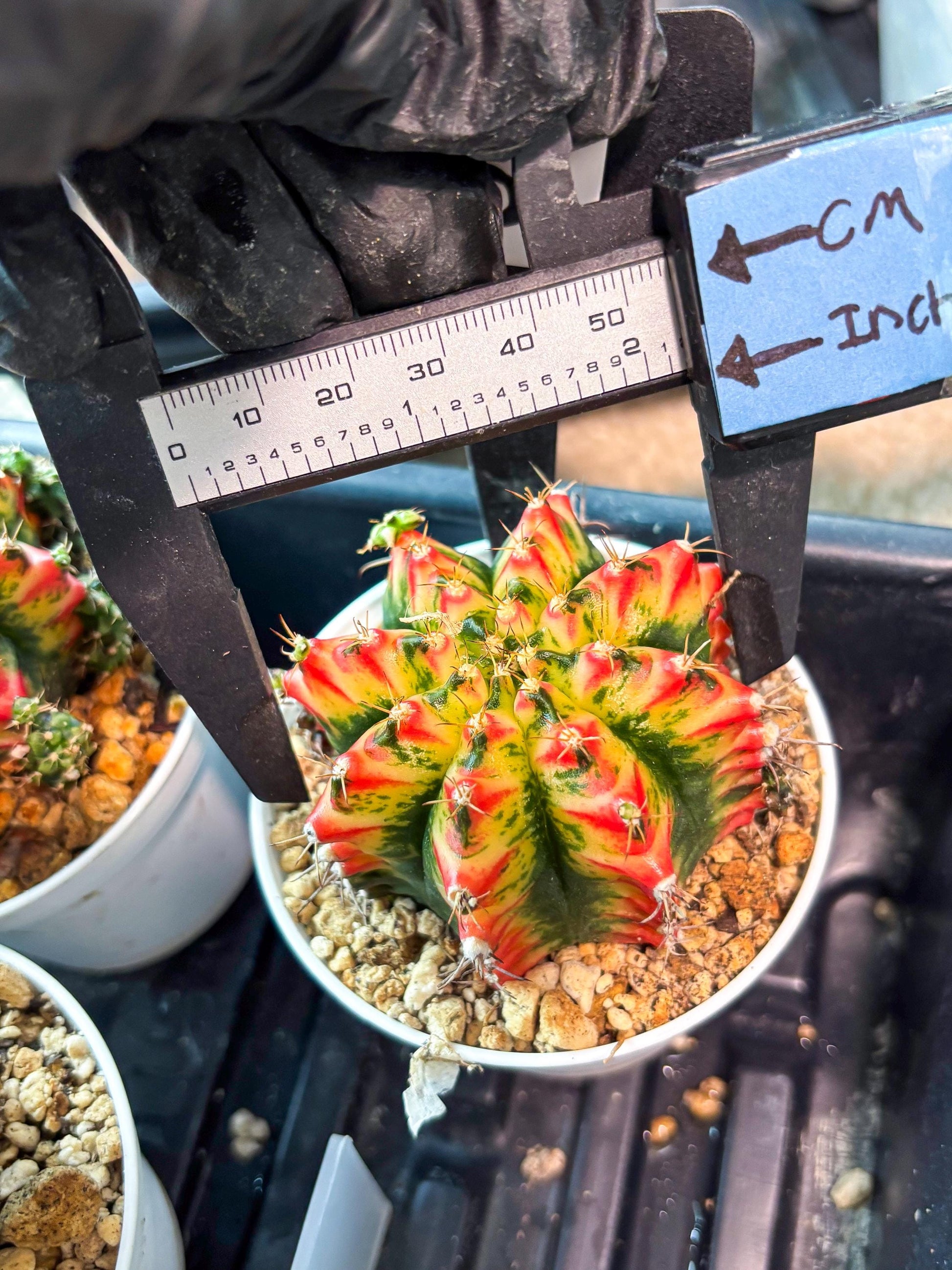 Gymnocalycium "Multicolor" (g5) (b5) | Special Hybrid cactus