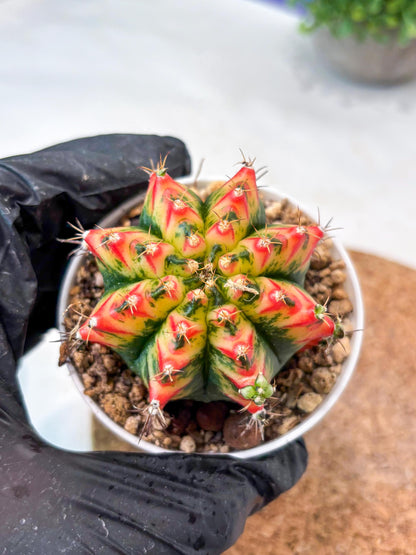 Gymnocalycium "Multicolor" (g5) (b5) | Special Hybrid cactus