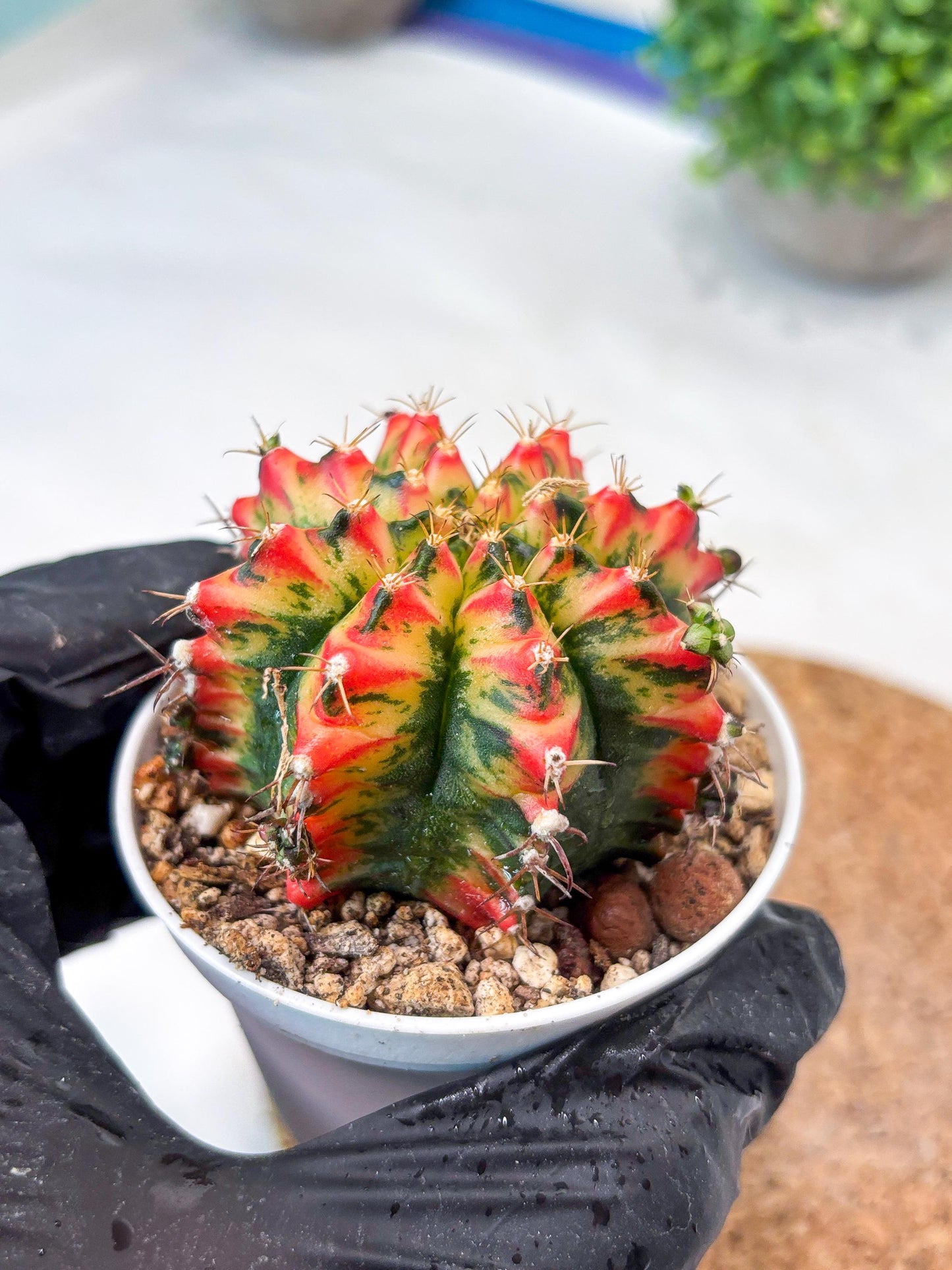 Gymnocalycium "Multicolor" (g5) (b5) | Special Hybrid cactus