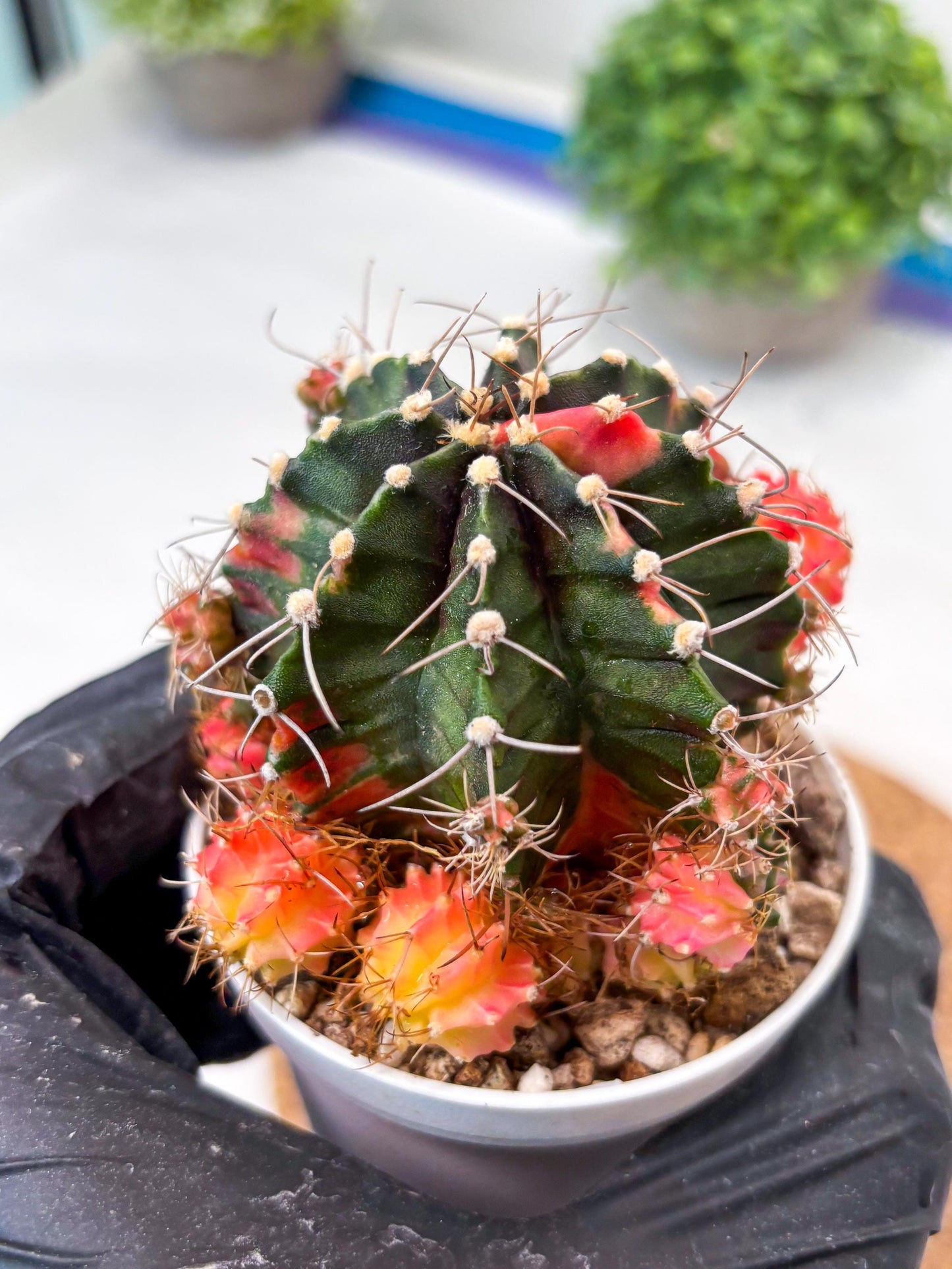 Gymnocalycium "Emerald" (g5) (r1) | Special Hybrid cactus