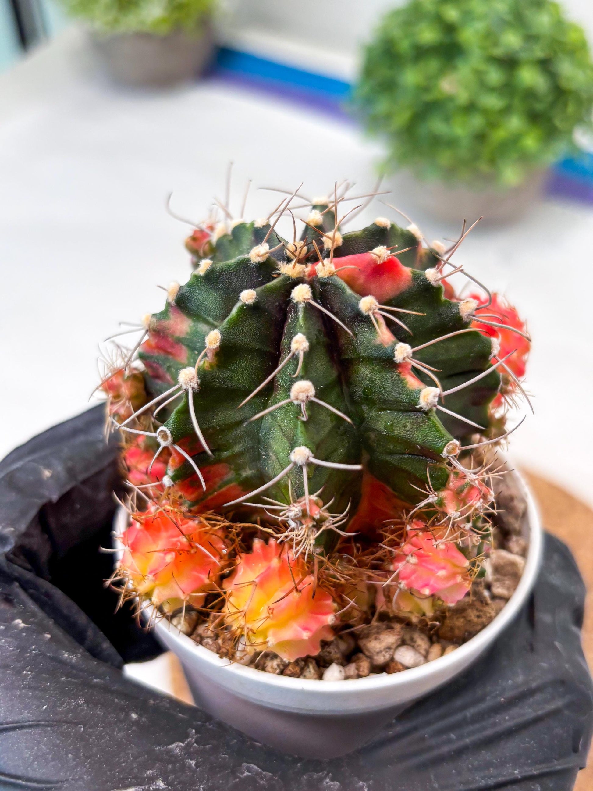 Gymnocalycium "Emerald" (g5) (r1) | Special Hybrid cactus