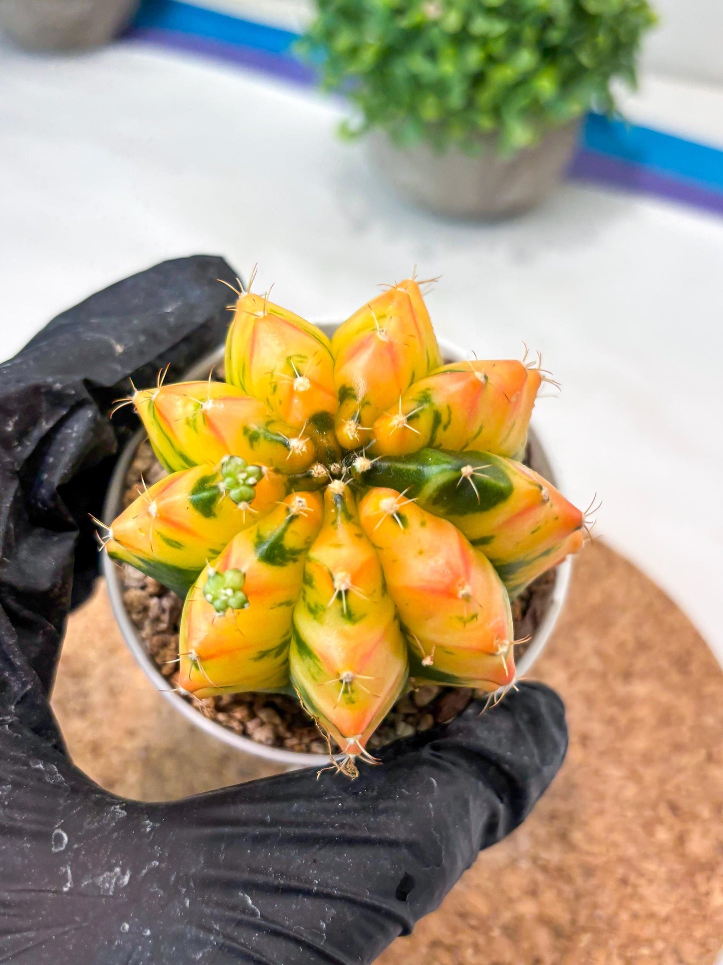 Gymnocalycium "Morning Glory" (g5) (r2) | Special Hybrid cactus