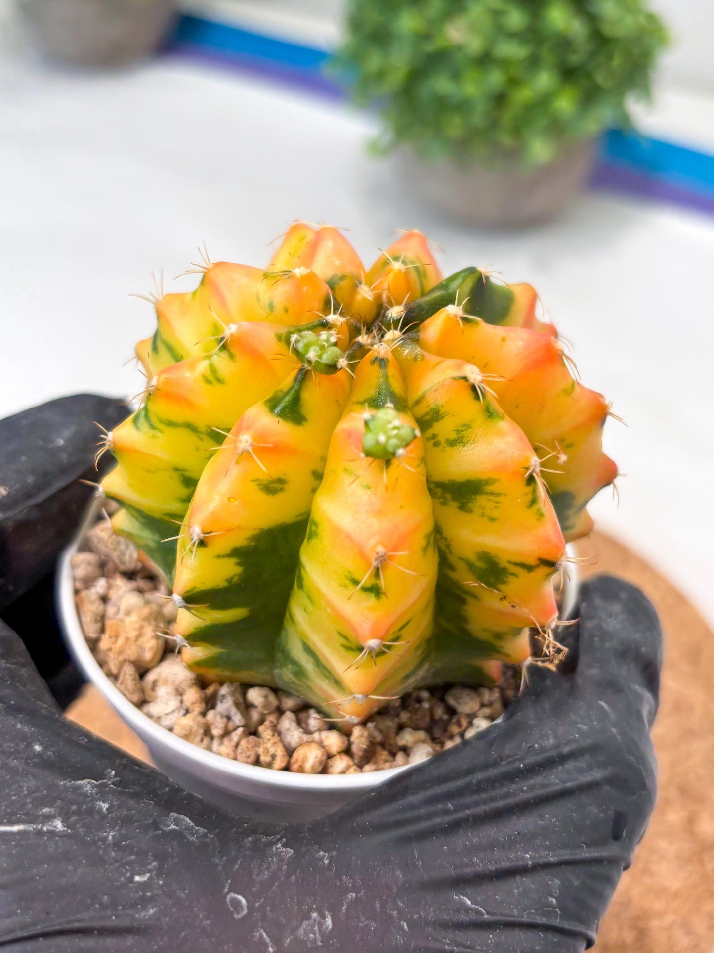 Gymnocalycium "Morning Glory" (g5) (r2) | Special Hybrid cactus